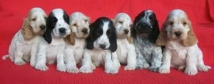 puppies-available